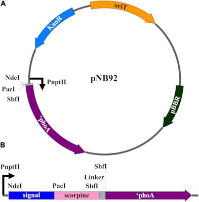 Novel Asaia bogorensis Signal Sequences for Plasmodium Inhibition in Anopheles stephensi